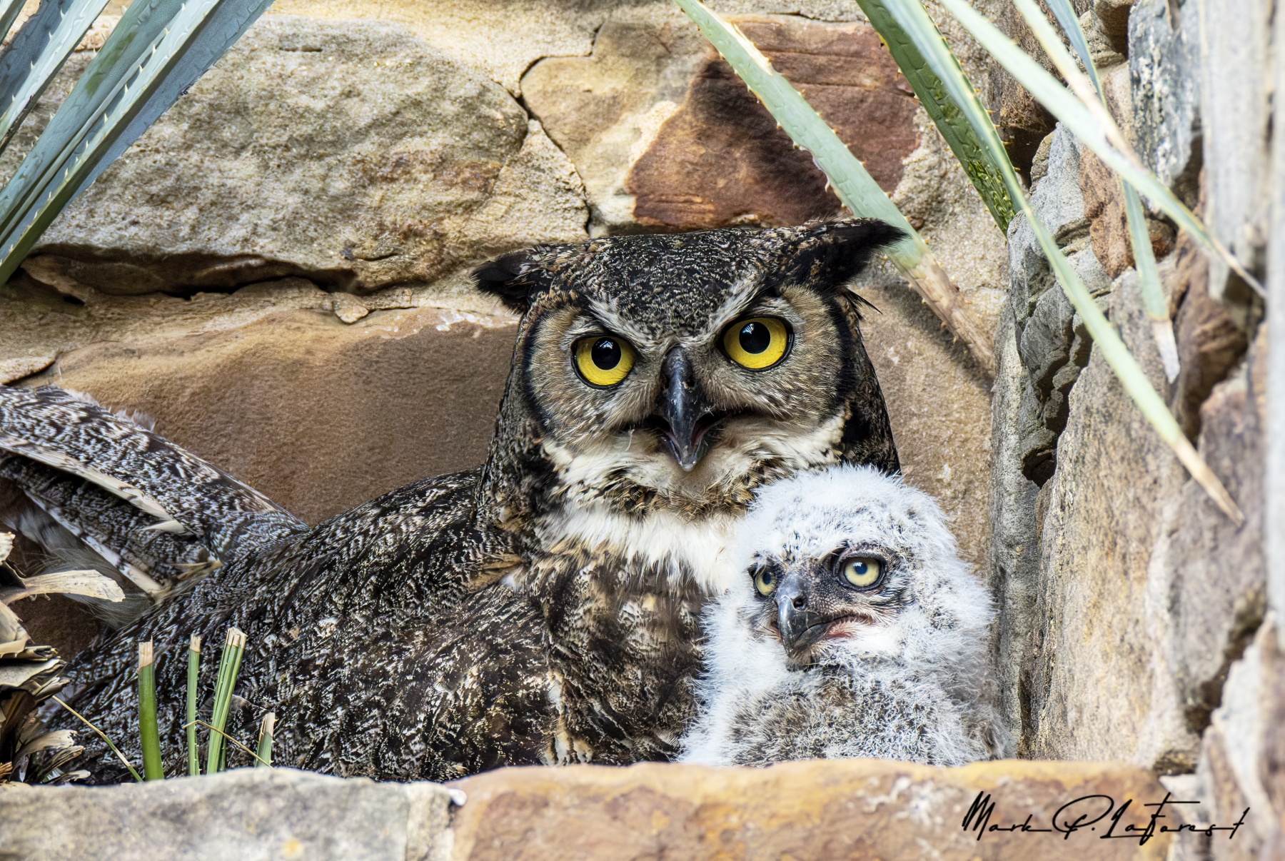 Athena and Owlet, Ladybird Wildflower Center, Austin, Texas